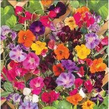 174 piezas de semillas de violeta de alta germinación, flores ornamentales para jardín, resistentes y coloridas, decoración natural fácil cultivo, paquete semillas calidad paisajismo exterior - 174 - Ver 2