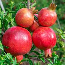 Traditional Pomegranate Garden - Planting Fresh And Delicious Fruit Trees - Suitable For Family Fruit Gardens And Green Spaces - 46顆種子 - 查看 3