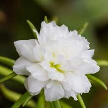 157pcs Year Purslane Succulent Seeds For Planting - 157 - View 2