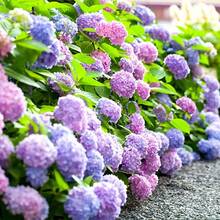 Hydrangea Seeds, Hydrangea Seeds, Seeds To Plant Throughout The Year, Easy To Grow In Garden, Outdoor Flowers And Plant Seeds