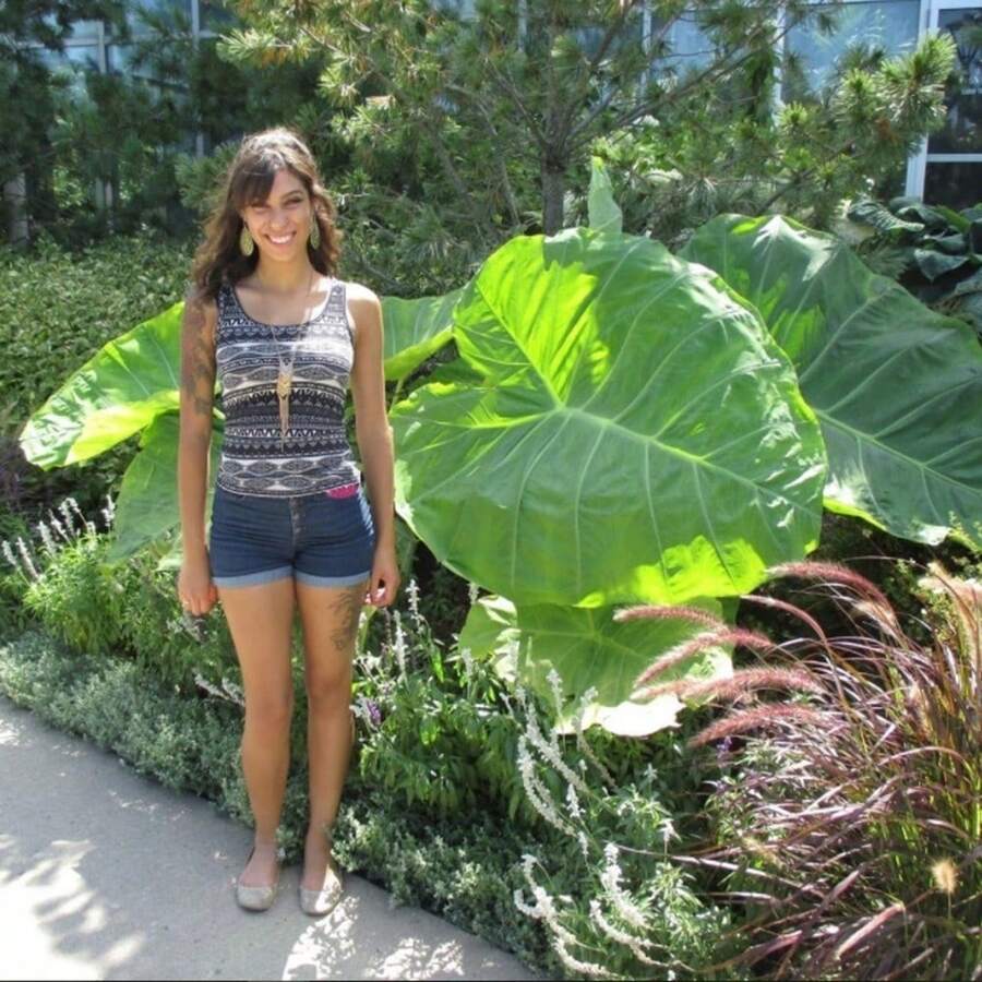 Colocasia Gigantea Plant Seeds Mint Seeds Traditional Non-GMO Purple-Green Herb Suitable For Cooking And Tea - 50PCS - View 1