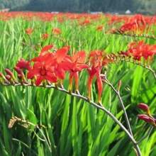 210 semillas Crocosmia rojas importadas, resistentes, floración vistosa, jardinera exótica, plantas perennes para atraer colibríes y mariposas, fácil de plantar, decoración ornamental para exteriores - 210 - Ver 2