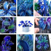 20pcs Blue Clip Venus Flytrap Plant Seeds Rare Tropical Exotic Plant Very Hardy Heat Tolerance Perennial House Plant Easy To Grow - 藍色 - 查看 6