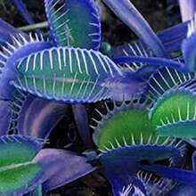 20pcs Blue Clip Venus Flytrap Plant Seeds Rare Tropical Exotic Plant Very Hardy Heat Tolerance Perennial House Plant Easy To Grow - 藍色 - 查看 7