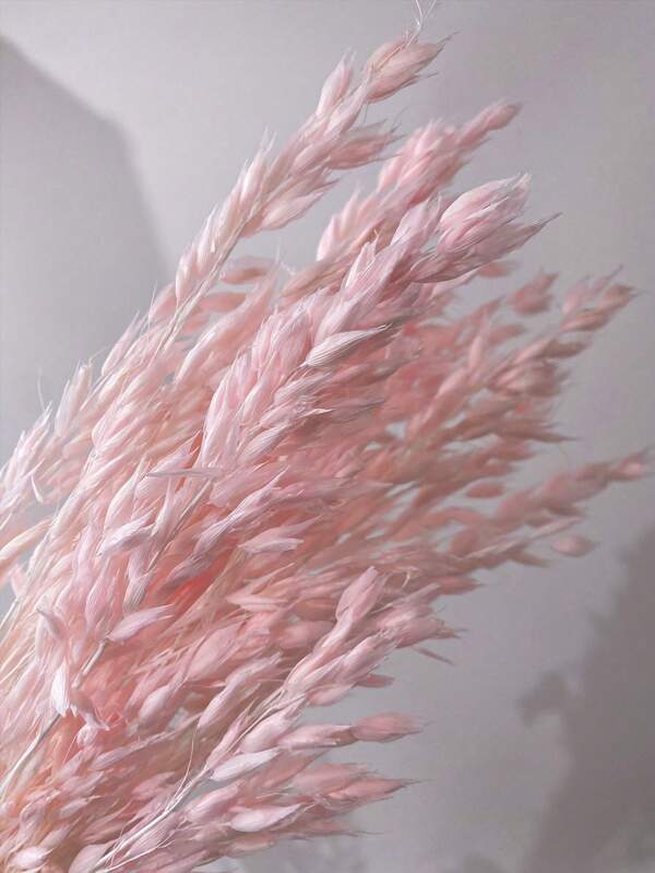 15/30/60 pièces Bouquet de fleurs naturelles séchées d'avoine blanche, fleurs naturelles blanchies d'avena véritable, gerbe de blé pour décoration de mariage, de Noël, arrangement DIY pour la maison
