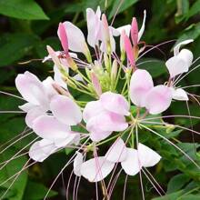 176 Pieces Of Cleome, Multi-Colored Seeds, Flower Seeds - 176 - 查看 4