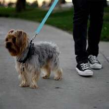 Ceinture de sécurité pour animaux de compagnie, laisse de voiture pour chien et chat, longe de siège arrière rétractable pour animal de compagnie, gardez votre chien plus en sécurité!