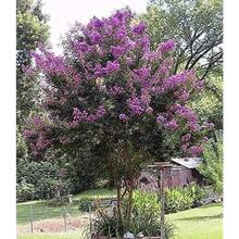 50 Mixed Crepe Myrtle Lagerstroemia Tree Shrub Crape Red Pink Purple Flower