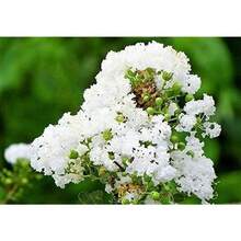 50 Mixed Crepe Myrtle Lagerstroemia Tree Shrub Crape Red Pink Purple Flower