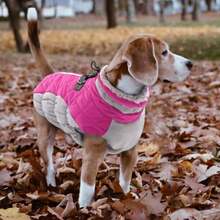 Dog Coat With Harness Waterproof Dog Jacket Reflective Adjustable Turtleneck Neckline Warm Fleece Vest For Winter Coats For Medium Dogs Rose Red M Boston Terrier - Medium - View 6