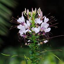 176 Pieces Of Cleome, Multi-Colored Seeds, Flower Seeds - 176 - 查看 2