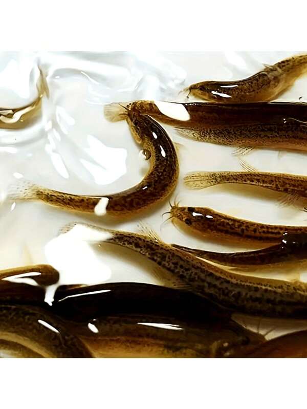 8 sztuk symulacji Loach miękka przynęta - 2,76 cala materiał PVC, realistyczna przynęta Loach - odpowiednia do połowu basów, sumów, pstrągów | trwały materiał PVC