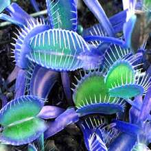 20pcs Blue Clip Venus Flytrap Plant Seeds Rare Tropical Exotic Plant Very Hardy Heat Tolerance Perennial House Plant Easy To Grow - 藍色 - 查看 4