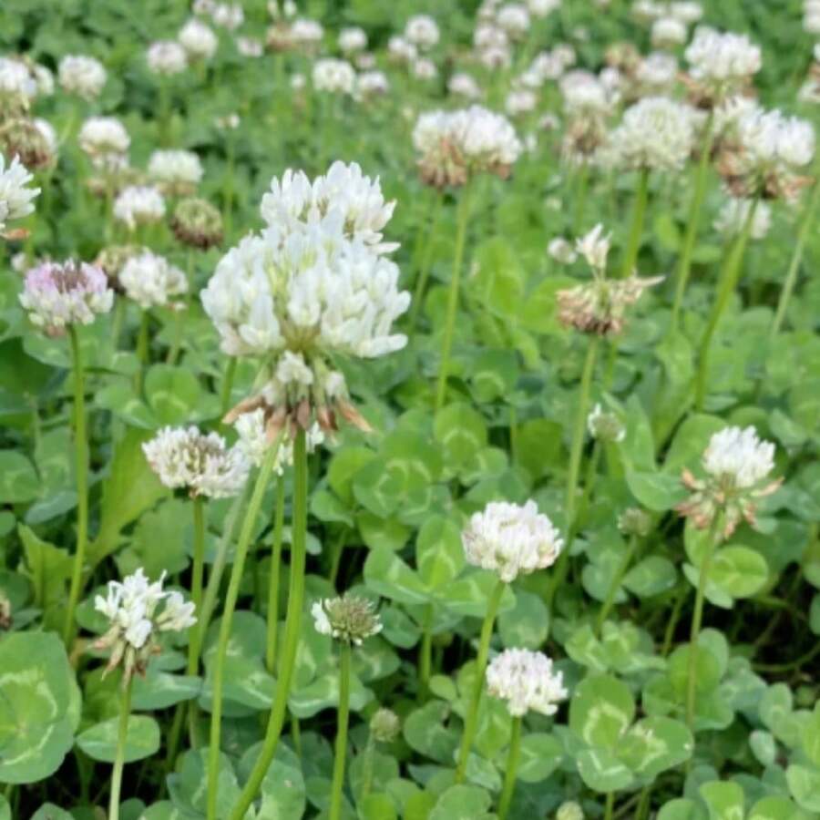 Multi-Year White Dutch Globe Amaranth Seeds Nitrocoated, Impregnated Globe Amaranth Seeds As Lawn Alternative, Erosion Control, Food Crop Areas, Soil Cover - 1000 - 查看 1