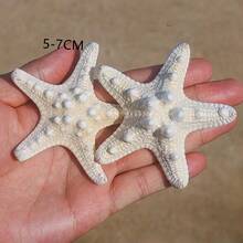 6pcs Natural Conch Shell Five Overlord Mantou Starfish Specimen Mediterranean Platform Decoration Wall Decoration Collection,Home Decoration, Home Decor, Mediterranean Style ﻿Home Decor, Home Decoration, Good Gift Items - Multicolor - View 5