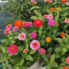 154 piezas de semillas anuales de equinácea roja  - Semillas de flores de ensueño  raras son adecuadas para plantar al aire libre, macizos de flores, decoración del hogar. - 154 - Ver 2