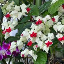 110 White Bleeding Heart Climbing Plants For Growth Clerodendrum Bleeding Heart Plants Seeds Well-Rooted, Fragrant Bleeding Heart Tree