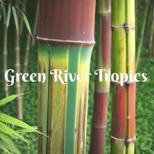 Gift Together 500 Pieces 50 Harbin Inversa Bamboo Seeds Privacy Climbing Garden Seeds Versatile Bamboo Shoots Landscape Fast-Growing Ornamental Plant US SELLER - 變體1 - 查看 2