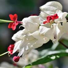 110 White Bleeding Heart Climbing Plants For Growth Clerodendrum Bleeding Heart Plants Seeds Well-Rooted, Fragrant Bleeding Heart Tree