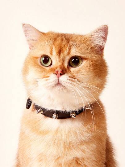 PETSIN Coleira de animal de estimação cravejada