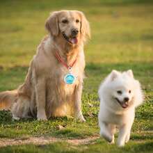定制狗牌吊坠，个性化猫狗小狗宠物ID名字吊坠，项圈标签吊坠宠物配件皇冠吊坠，送给宠物的完美礼物 - 彩色 - 查看 11