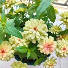 154 piezas de semillas anuales de equinácea roja  - Semillas de flores de ensueño  raras son adecuadas para plantar al aire libre, macizos de flores, decoración del hogar. - 154 - Ver 3