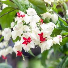 110 White Bleeding Heart Climbing Plants For Growth Clerodendrum Bleeding Heart Plants Seeds Well-Rooted, Fragrant Bleeding Heart Tree