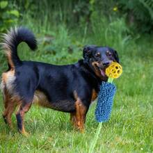 1 Piece Interactive Essential Soft Rubber Chew-Resistant Colorful Dog Toy With Squeaker - Noisy Pet Ball