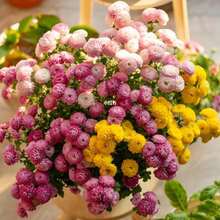 Gift 500 Pieces 1000 Seeds Annual Petunia Lilliput Seed Mix For Planting - 1000 Seeds - - View 5