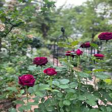 Gift 500 Pieces 100 Pieces Seeds Of Intense Romance: Blooming Black Baccara Roses For A Blooming Garden Of The Pass