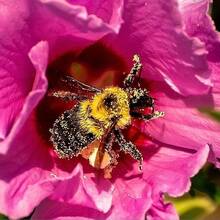 200 Pieces Of Chrysanthemum Seedlings For A Vibrant Garden