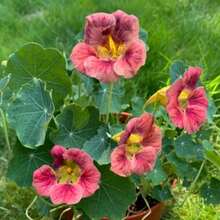 Ladybird Rose Nasturtium 30 Seeds, Cream And Pink With Purple Hue Nasturtiums