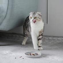 Coomazy Large Silicone Slow Feeder Dog Bowls, Interactive Puzzle Toy Pets Food Training, Keeps Dogs Busy, Prevents Puppy Overeating (Dark Green, Large: 3.2Cup) - Xám - Xem 4