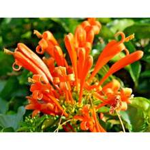66 Orange Butterfly Vine Fragrant Lonicera Cilosa Bush Climbing Holy Butterfly Vine Western Trumpet Vine Simple Plant