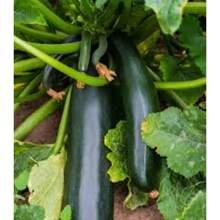 Together Gift 500 Pieces Gift 500 Pieces 10 BLACK BEAUTY Zucchini Pumpkin -  - NON GMO - FRESH - BIO - 變體1 - 查看 10