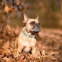 Elegant Little Tail Dog Collar Cute Dog Pet Collars Puppy Adjustable Dog Collars