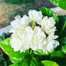 Jazmín, flores perennes que crecen al aire libre, plantas tapizantes que crecen, césped, plantas que crecen al aire libre y en interiores, plantas de jardín, semillas de hierbas, verduras, frutas, jardinería, entrega local