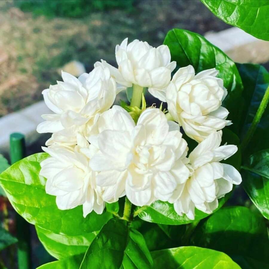 Jazmín, flores perennes que crecen al aire libre, plantas tapizantes que crecen, césped, plantas que crecen al aire libre y en interiores, plantas de jardín, semillas de hierbas, verduras, frutas, jardinería, entrega local