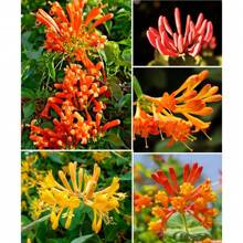 66 Orange Butterfly Vine Fragrant Lonicera Cilosa Bush Climbing Holy Butterfly Vine Western Trumpet Vine Simple Plant