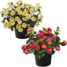 Seltene Persimmon Tree Color Mix Grower's Choice Multicolored Flowers, Long-Lasting Bloom, Flower Reproduction, Indoor Bonsai - 35顆種子 - 查看 2