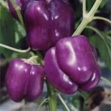 Plant Flowers High Germination Rate Colorful Pepper Seeds Sweet Pepper Seeds Green Paprika Vegetable Ornamental Field Four Seasons Potted Pepper Vegetable Seeds - 65顆種子 - 查看 3