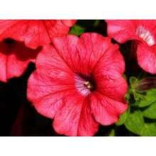 Gift Set 500 Pieces 2000 Mixture Petunia Seeds For Planting Mixed Rainbow Colors Bonsai Hanging Petunia Seeds For Outdoor Containers, Baskets Or Pots Fresh Garden Seeds - Variant1 - View 3