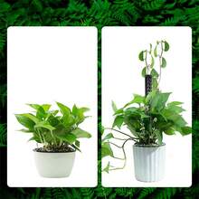 1/2/4件套植物支撑塑料苔藓杆、苔藓柱套装