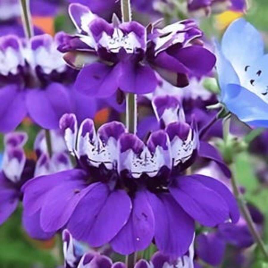 Chinese Houses Heirloom Flower 50 Seeds - Native Wildflower, Checkerspot Butterfly Host, Collinsia Heterophylla - 變體 1 - 查看 1