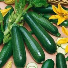 Together Gift 500 Pieces Gift 500 Pieces 10 BLACK BEAUTY Zucchini Pumpkin -  - NON GMO - FRESH - BIO - 變體1 - 查看 1