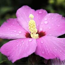 200 Pieces Of Chrysanthemum Seedlings For A Vibrant Garden