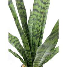 Planta artificial de Sansevieria de 22.5 cm, planta de agave falsa, plantas artificiales en maceta para decoración interior y exterior del hogar y oficina - Verde - Ver 2