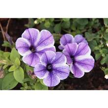 Gift Set 500 Pieces 2000 Mixture Petunia Seeds For Planting Mixed Rainbow Colors Bonsai Hanging Petunia Seeds For Outdoor Containers, Baskets Or Pots Fresh Garden Seeds - Variant1 - View 2