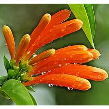 66 Orange Butterfly Vine Fragrant Lonicera Cilosa Bush Climbing Holy Butterfly Vine Western Trumpet Vine Simple Plant