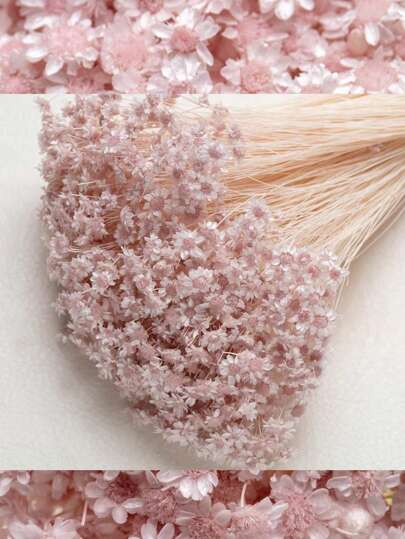 30/60/100/200/400 peças, hastes, flores secas naturais, margaridas-estrela brasileiras, flores secas decorativas, buquê de mini margaridas e camomila para arranjos florais de casamento, decoração para casa, presentes para o Dia dos Namorados